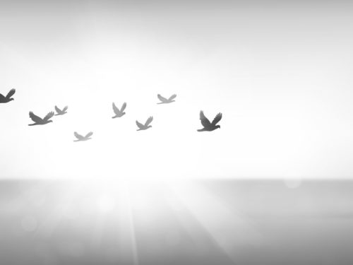 Silhouette flock of bird flying over sea during sunset, freedom concept. Free birds flying together in the sunset sky.