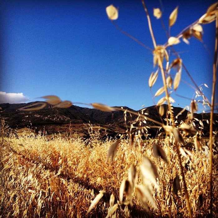 Field of wheat grass