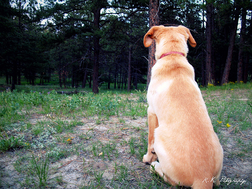 Dog looking into the woods